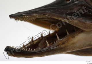 Northern pike mouth teeth 0008.jpg